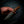 Bushcraft Knife — Stabilised Rib Fruited Mallee