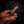Mini Skinner — Ringed Gidgee & Abalone Inlay