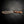 Bear Knife — Tasmanian Tiger Myrtle