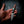 Wedgetail — Black G10, Turquoise TruStone & Amboyna Burl