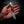 Mini Skinner — Afzelia Xylay, Brass & Deer Antler