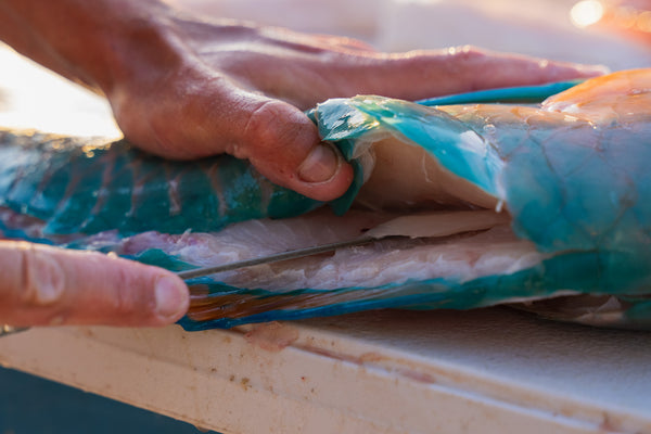 Pre-Order — Abalone (Paua) Saltwater Boning/Fillet Knife