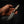Scout — Fallow Deer Antler & Tasmanian Blackwood — In-hand view | Iron Gate Knives