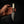 Scout — Fallow Deer Antler & Tasmanian Blackwood — View 5 | Iron Gate Knives